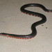 Western Mud Snake - Photo (c) khardin860, all rights reserved