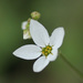 Mission Woodland Star - Photo (c) NatureShutterbug, all rights reserved, uploaded by NatureShutterbug