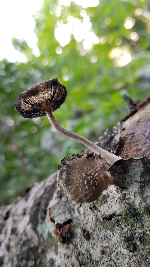 Coprinellus Sect Domestici From Saint Barth Lemy On November