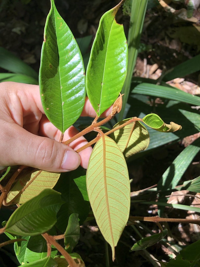 Vochysia Ferruginea From Sarapiqu Heredia Cr On March At