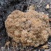 Cauliflower Fungus - Photo (c) Tig, all rights reserved