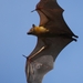 Bats - Photo (c) Isidro Vila Verde, all rights reserved, uploaded by jvverde