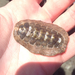 Hind's Chiton - Photo (c) Len Mazur, all rights reserved