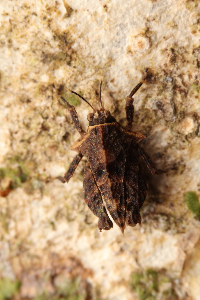 Metrodora Panamae From Provinz Puntarenas Costa Rica On February 18