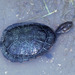 Narrow-breasted Snake-necked Turtle - Photo (c) Paul Freed, all rights reserved, uploaded by Paul Freed