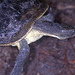 Mary River Turtle - Photo (c) Paul Freed, all rights reserved, uploaded by Paul Freed