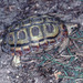 Square