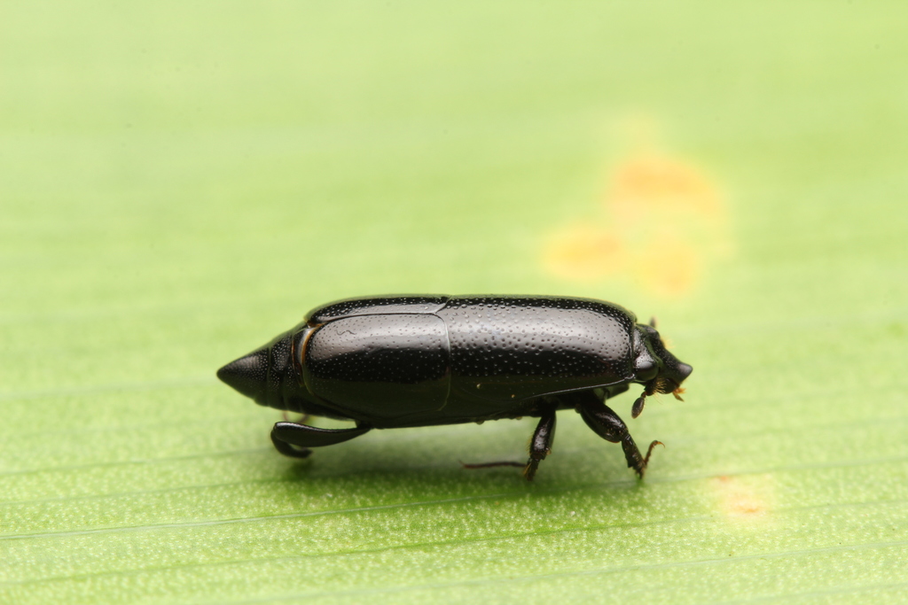 Trypanaeinae From Provinz Puntarenas Costa Rica On February 22 2022