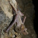 Mouse-tailed Bats - Photo (c) Bruce  Thomson, all rights reserved, uploaded by Bruce  Thomson