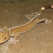 Lined Gecko - Photo (c) Paul Freed, all rights reserved, uploaded by Paul Freed