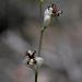 Caulanthus amplexicaulis barbarae - Photo (c) NatureShutterbug, todos los derechos reservados, uploaded by Lynn Watson, Santa Barbara