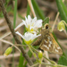 Cobweb Skipper - Photo (c) treichard, all rights reserved, uploaded by Timothy Reichard