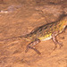 Spot-tailed Earless Lizard - Photo (c) herpguy, all rights reserved, uploaded by Paul Freed
