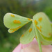 Oxalis Rust - Photo (c) Tig, all rights reserved, uploaded by Tig
