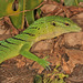 Emerald Tree Monitor - Photo (c) Paul Freed, all rights reserved, uploaded by Paul Freed