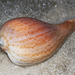 Atlantic Fig Snail - Photo (c) Robyn Waayers, all rights reserved, uploaded by Robyn Waayers
