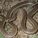 Short-snouted Whip Snake - Photo (c) Toby Hibbitts, all rights reserved