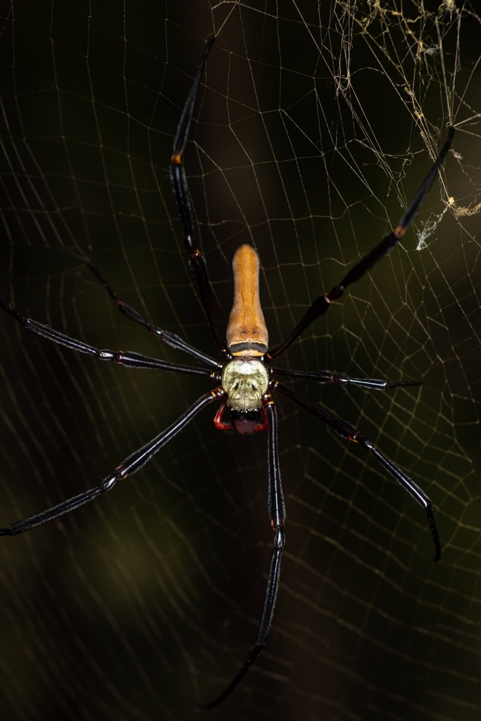 Giant Golden Orbweaver From Bellthorpe QLD 4514 Australia On April 2