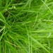 Carex divulsa divulsa - Photo (c) Tig, all rights reserved, uploaded by Tig