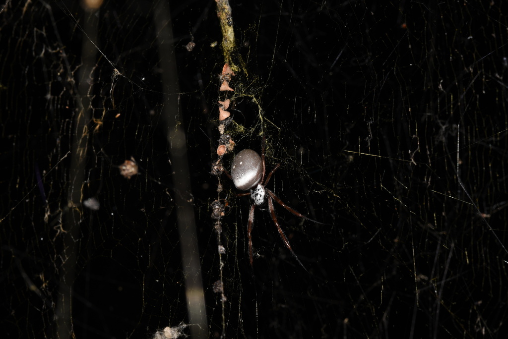 Australian Golden Orbweaver From Chiltern Mt Pilot National Park