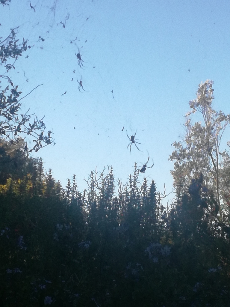 Hairy Golden Orb Weaving Spider From West Coast ZA WC ZA On April 9