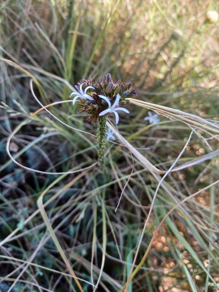 Wahlenbergia Desmantha From Mossel Bay Local Municipality South Africa