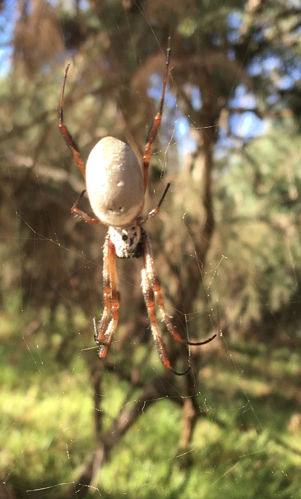 Australian Golden Orbweaver From Yellagonga Regional Park Kingsley Wa