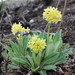 Primula strumosa strumosa - Photo (c) Tenzin DENDUP, todos los derechos reservados, uploaded by Tenzin DENDUP