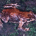 Forest Toads - Photo (c) herpguy, all rights reserved, uploaded by Paul Freed