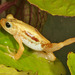 Kihansi Spray Toad - Photo (c) Paul Freed, all rights reserved, uploaded by Paul Freed