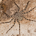 Araña de Pared - Photo (c) Jason Penney, todos los derechos reservados