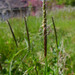 Black-Grass - Photo (c) Tig, all rights reserved, uploaded by Tig
