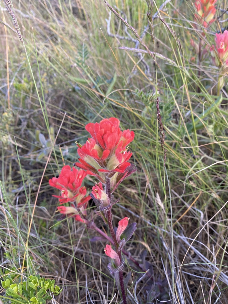 Coast Paintbrush From Crissy Field Center San Francisco CA US On