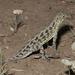 Plateau Earless Lizard - Photo (c) Toby Hibbitts, all rights reserved