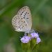 Pale Grass Blue - Photo (c) Timothy Bonebrake, all rights reserved, uploaded by Papilionoidea