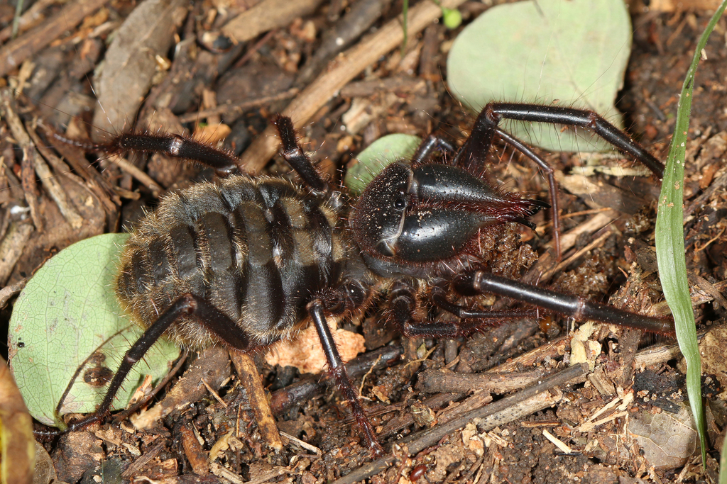 Solpuginae from M phingwe Lodge on March 8 2022 by Martin Mandák