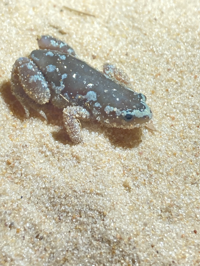 Chiasmocleis Albopunctata From Cocos Ba Br On April At