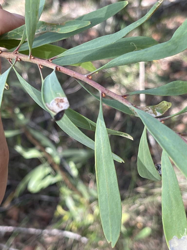 Three Nerved Willow Hakea From Berrinba QLD AU On April 21 2022 At