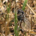 Neoplatypedia - Photo (c) Green Rosettas, כל הזכויות שמורות, הועלה על ידי Green Rosettas