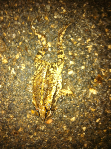 Medium