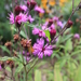 Vernonia noveboracensis - Photo (c) Nolan Shigley, todos los derechos reservados