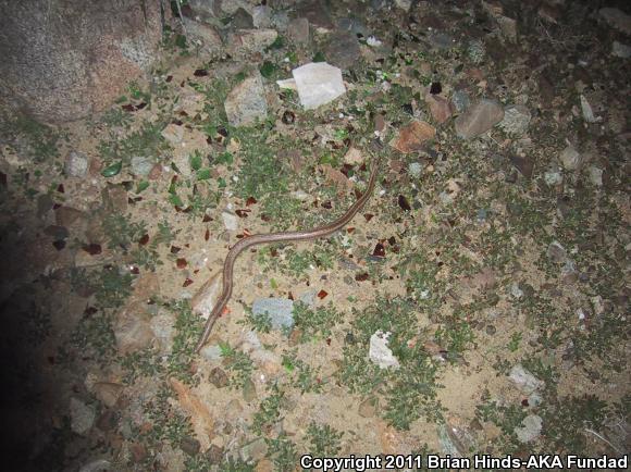 Coastal Rosy Boa From Kern County CA USA On May 1 2000 At 07 02 PM