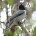 Madagascar Cuckooshrike - Photo (c) Thorhold Souilljee, all rights reserved, uploaded by Thorhold Souilljee