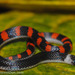 Latin American Earth Snakes - Photo (c) Don Filipiak, all rights reserved, uploaded by Don Filipiak