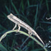 Pygmy Grass Chameleon - Photo (c) herpguy, all rights reserved, uploaded by Paul Freed