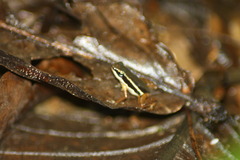 Silverstoneia flotator image