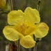 Aureolaria pectinata - Photo (c) Jason Sharp, כל הזכויות שמורות, uploaded by SharpJ99