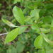 Salix atrocinerea - Photo (c) Tig, כל הזכויות שמורות, הועלה על ידי Tig