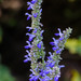 Salvia polystachia - Photo (c) Anne, todos os direitos reservados