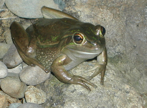 Medium